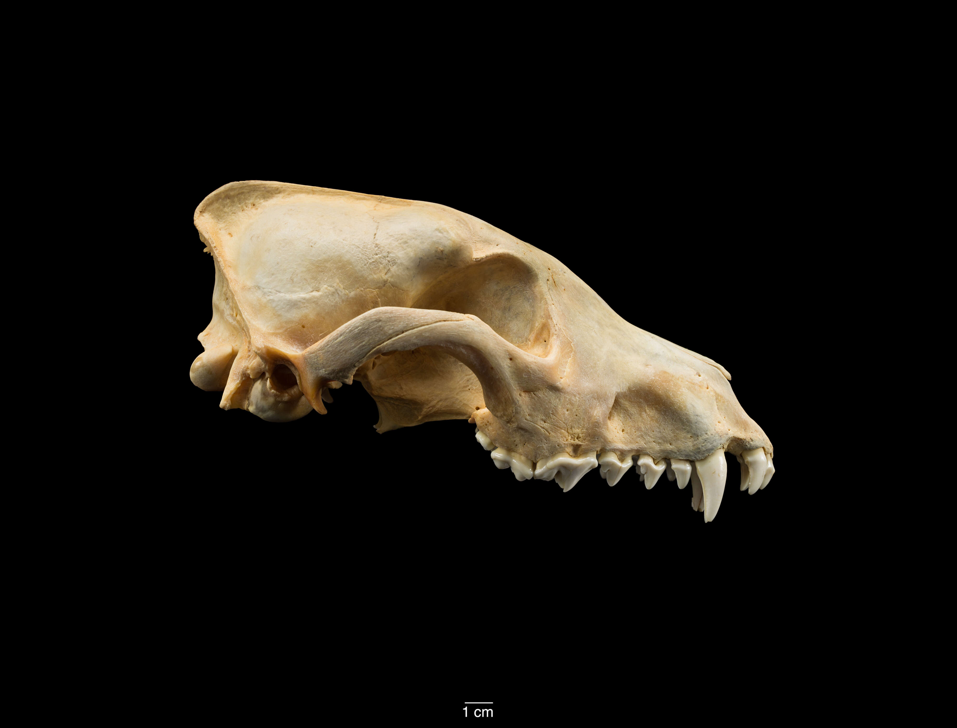 Imagem de Cão-caçador-africano