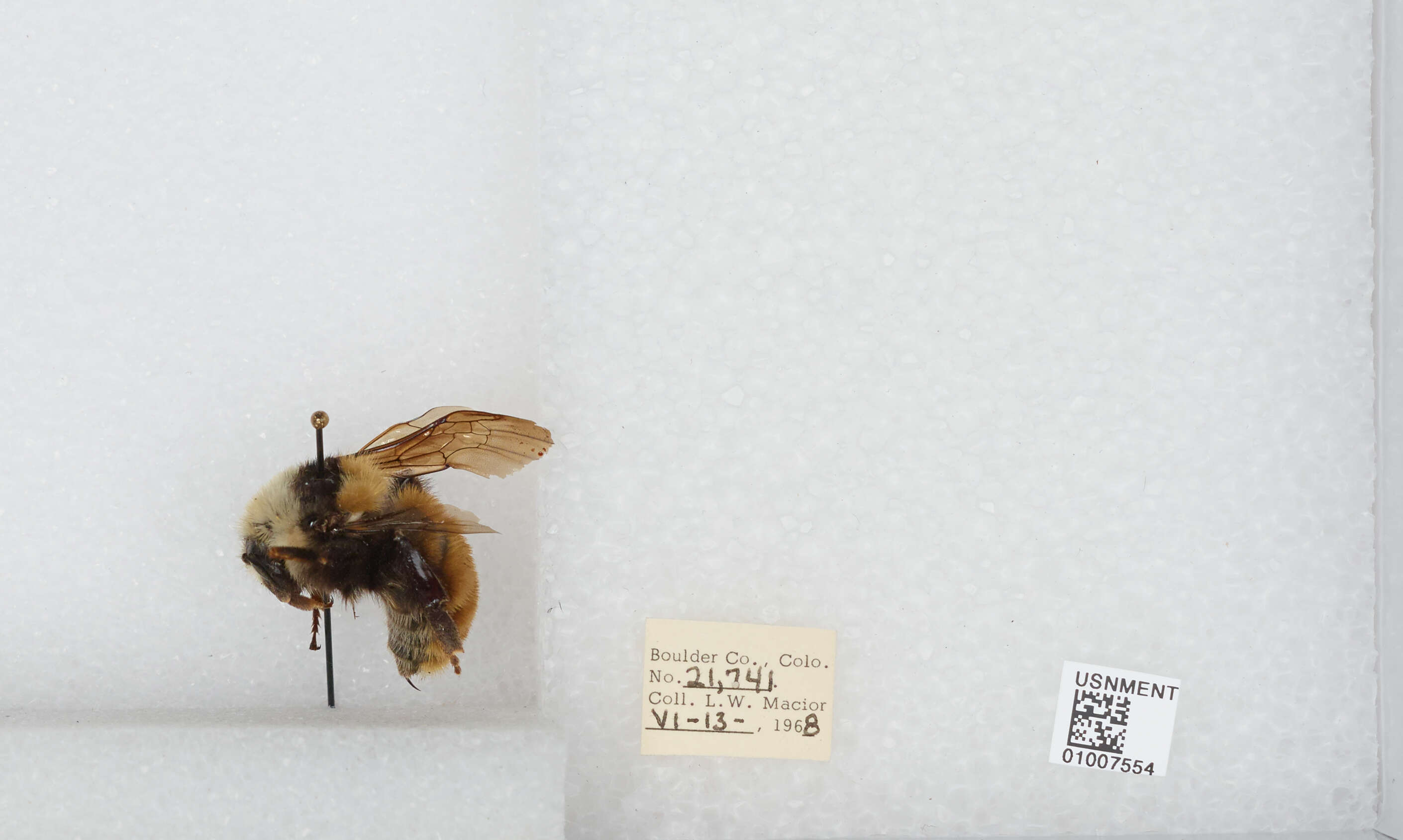 Слика од Bombus appositus Cresson 1879