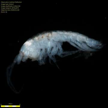 Image of Amphipoda