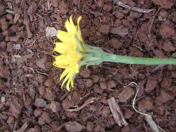 Image of Hairy Cat's-Ear