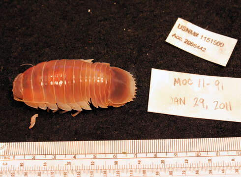 Image of Giant Isopods