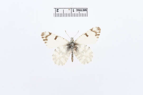 Image of <i>Euchloe belia</i>