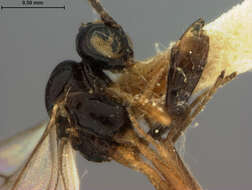 صورة Aphidius areolatus Ashmead 1906