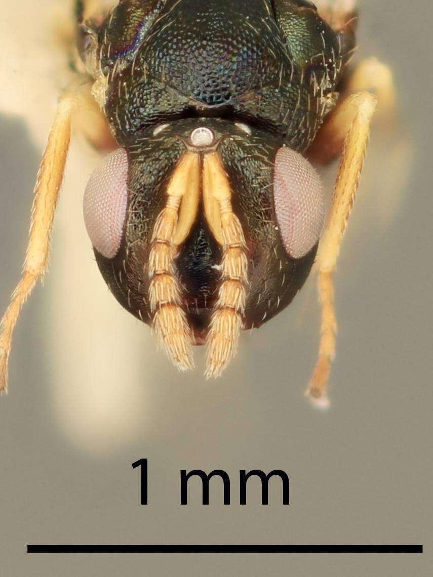 Paragaleopsomyia cecidobroter (Gordh & Hawkins 1982) resmi