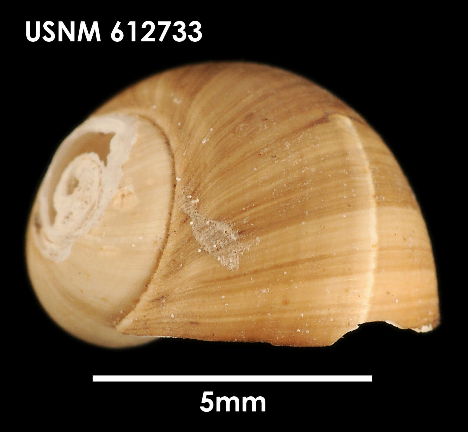 Image of Falsilunatia delicatula (E. A. Smith 1902)