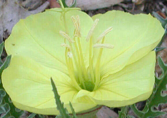 Imagem de Oenothera acutissima W. L. Wagner