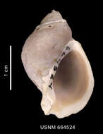 Image of Trophon nucelliformis P. G. Oliver & Picken 1984