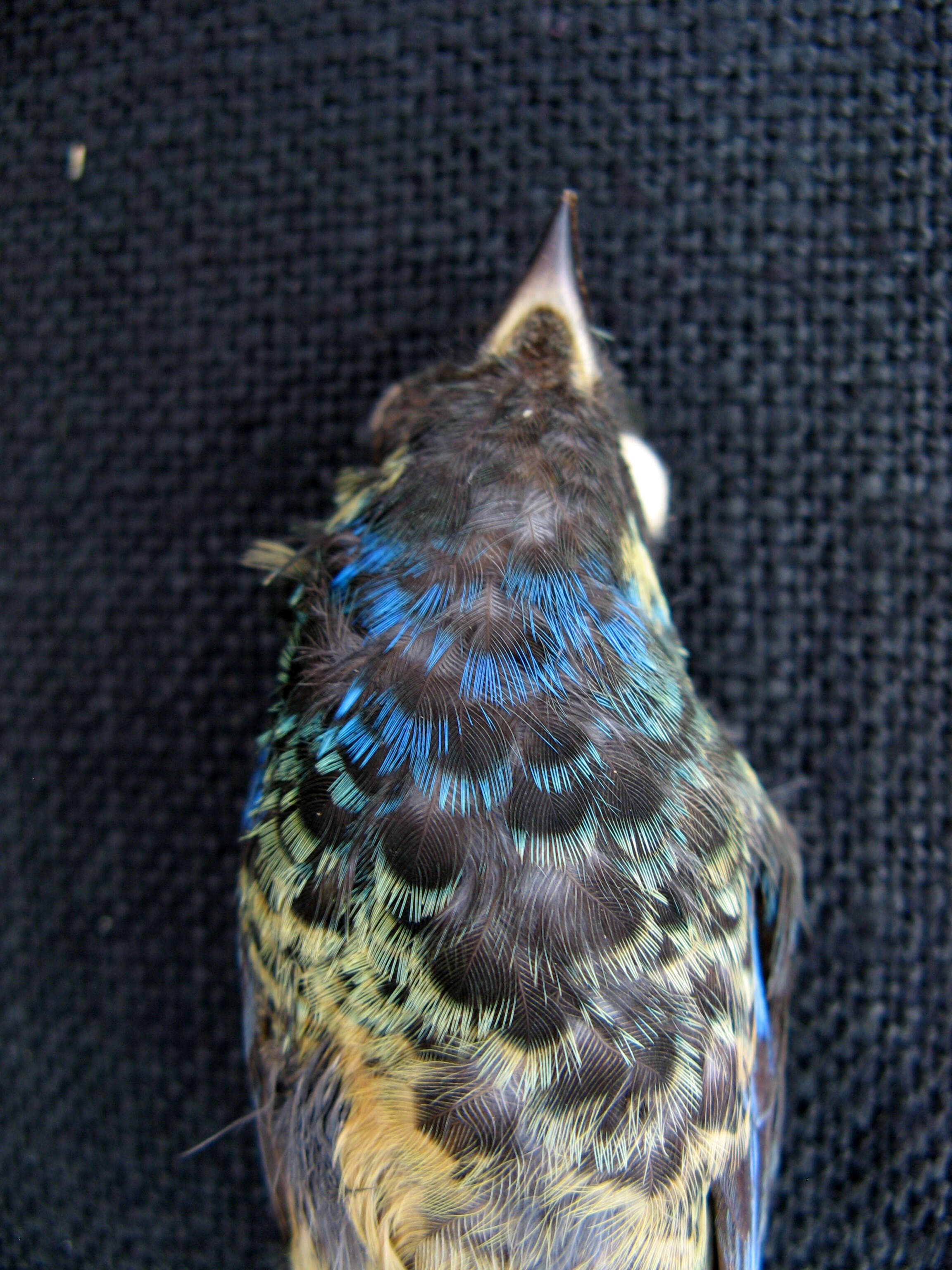 Image of Spangle-cheeked Tanager