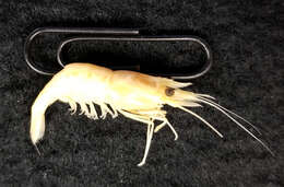 Image of feeble shrimp