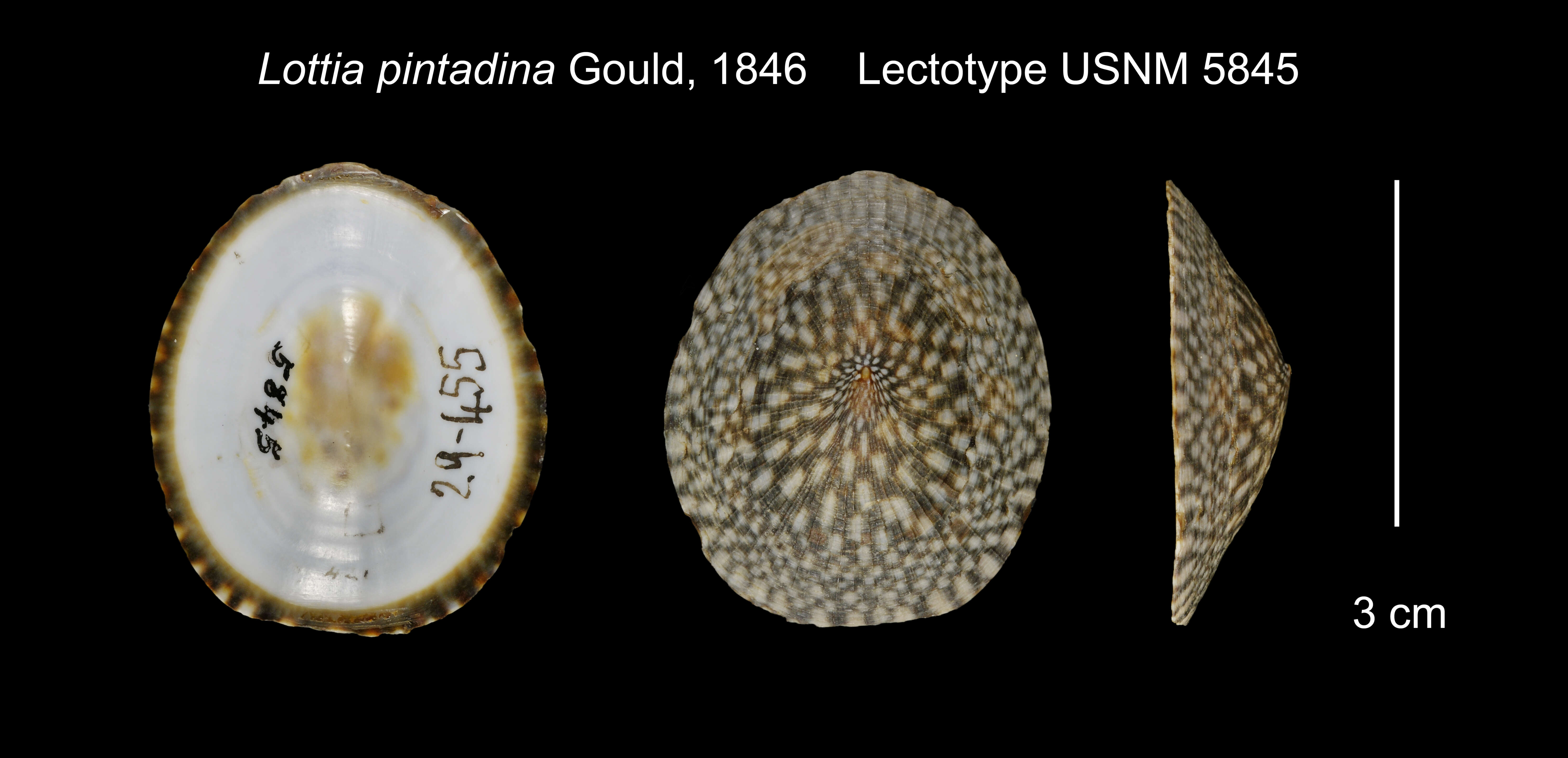 Image of Lottia pintadina A. Gould 1846