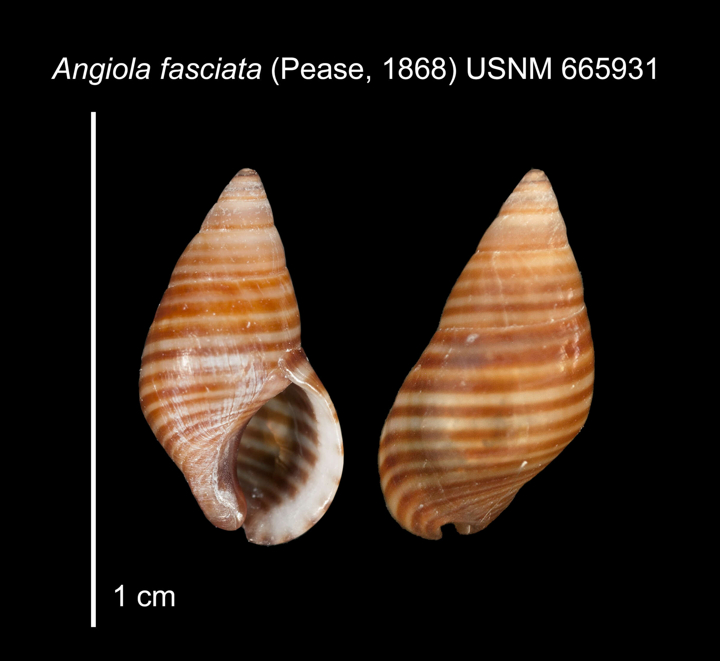 Imagem de Angiola fasciata (Pease 1868)