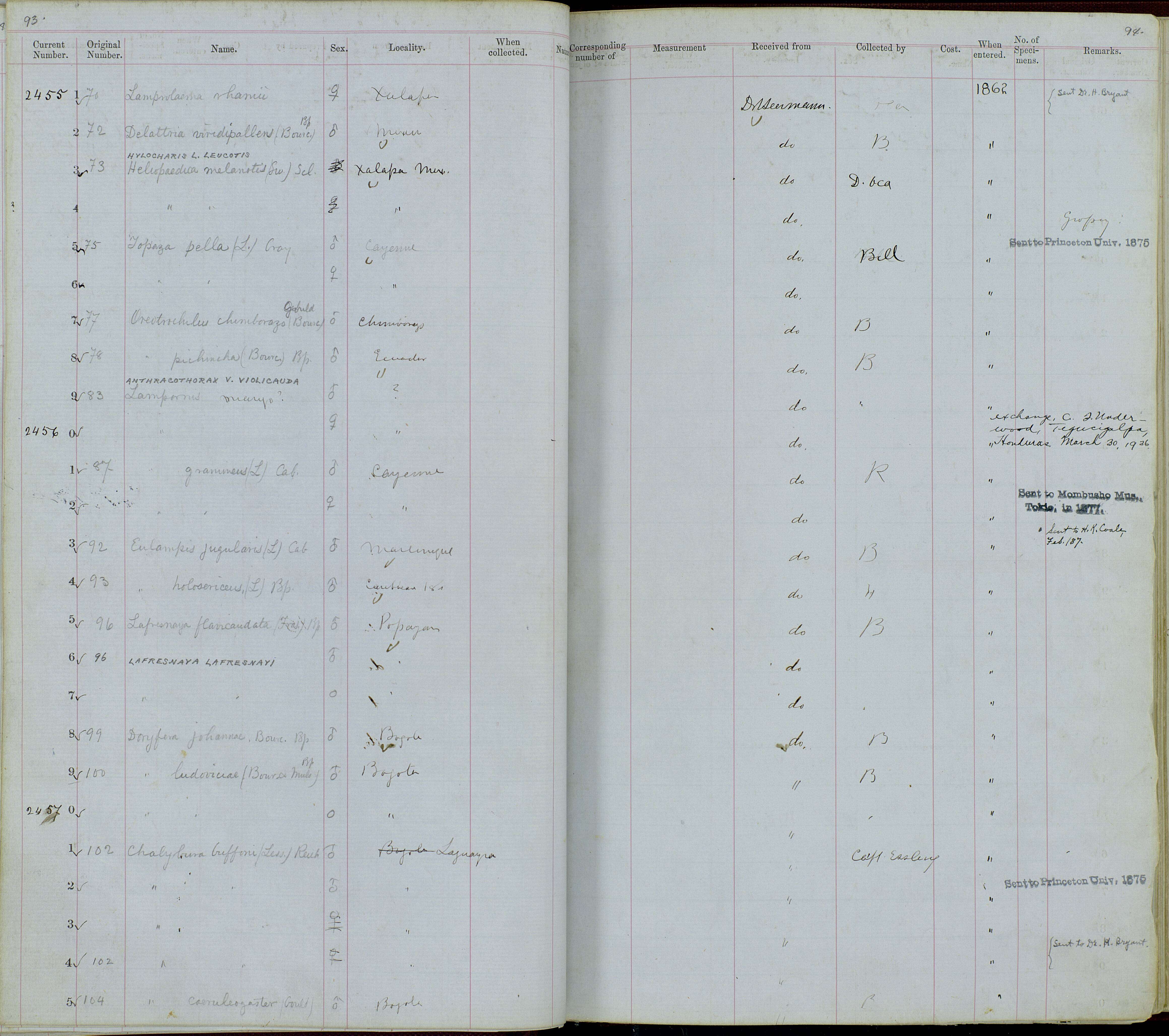 Plancia ëd Anthracothorax nigricollis (Vieillot 1817)