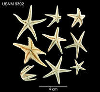 Image of Astropecten americanus (Verrill 1880)