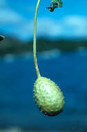 Image of West Indian gherkin
