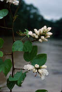 Plancia ëd Bauhinia glabra Jacq.