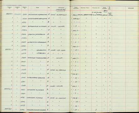 Oncostoma olivaceum (Lawrence 1862)的圖片