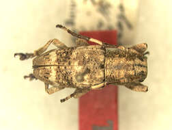 Image of Pterolophia trivittata Breuning 1940