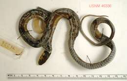 Image of Thamnophis errans H. M. Smith 1942
