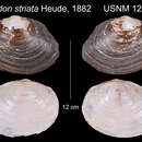 Image of Anodon striata Heude 1878