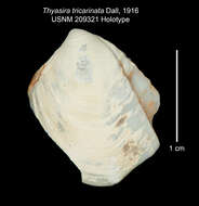 Image de Thyasira tricarinata Dall 1916