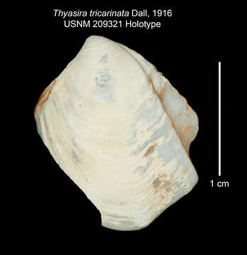 Image of Thyasira tricarinata Dall 1916