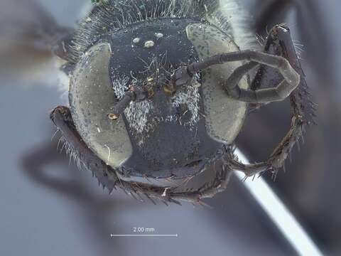 Image of Mud dauber