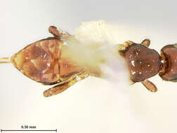 Image of Ecphylus hypothenemi Ashmead 1896