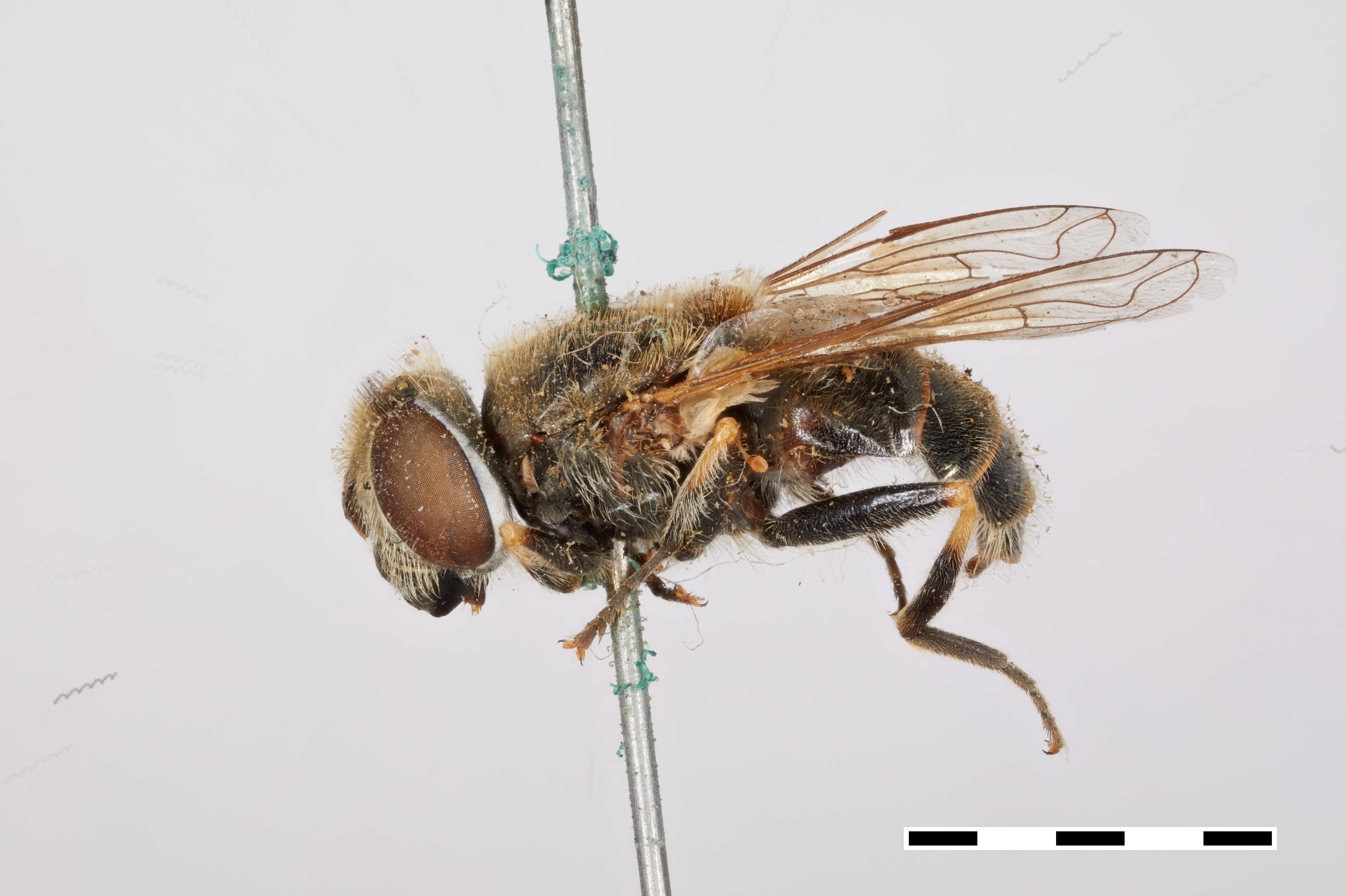 Image of Eristalis brousii Williston 1882