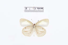 Image of Eurema nigrocincta Dognin 1889