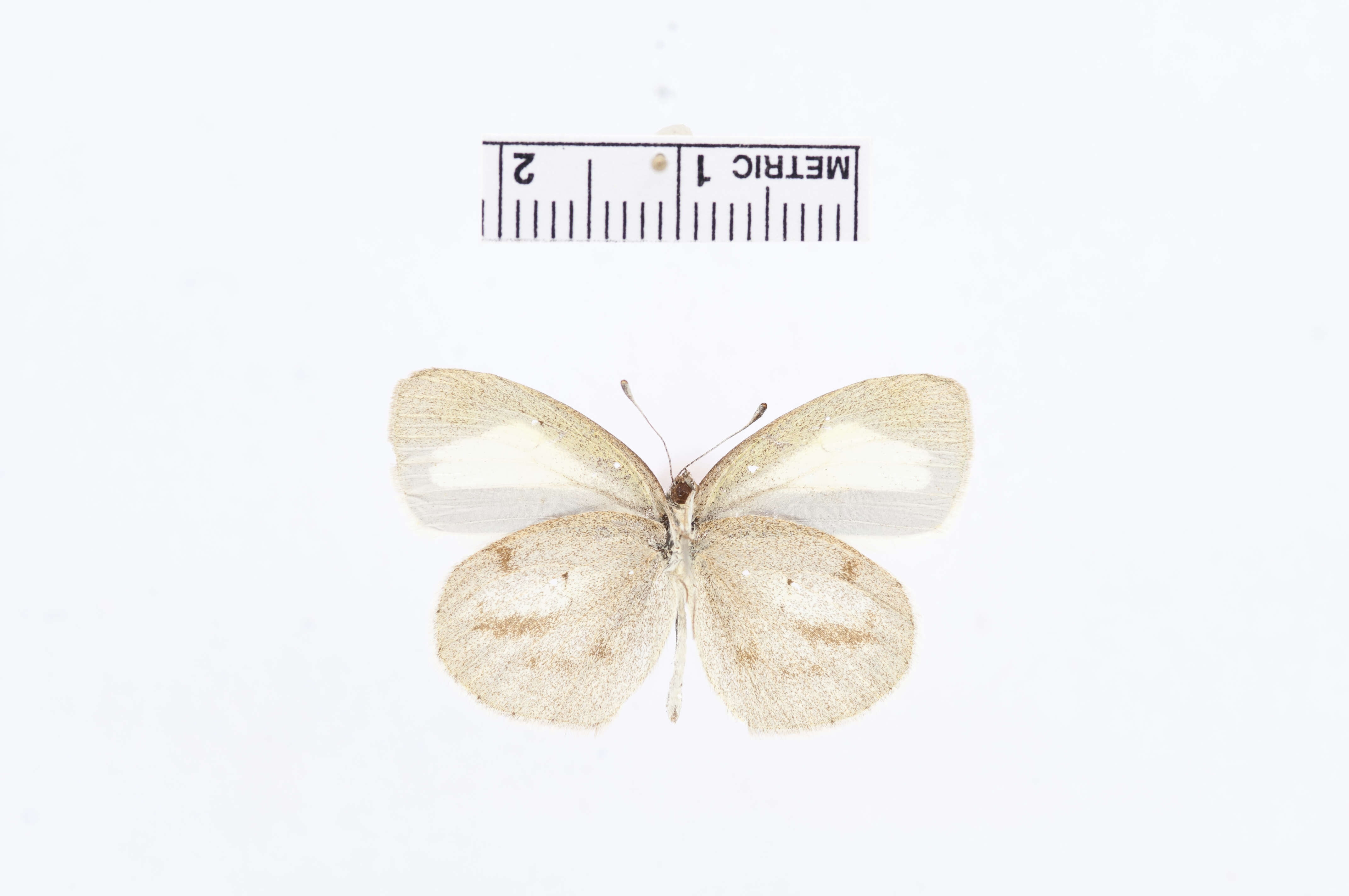 Image of Eurema nigrocincta Dognin 1889