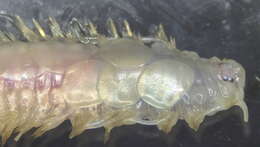 Image of Polynoidae