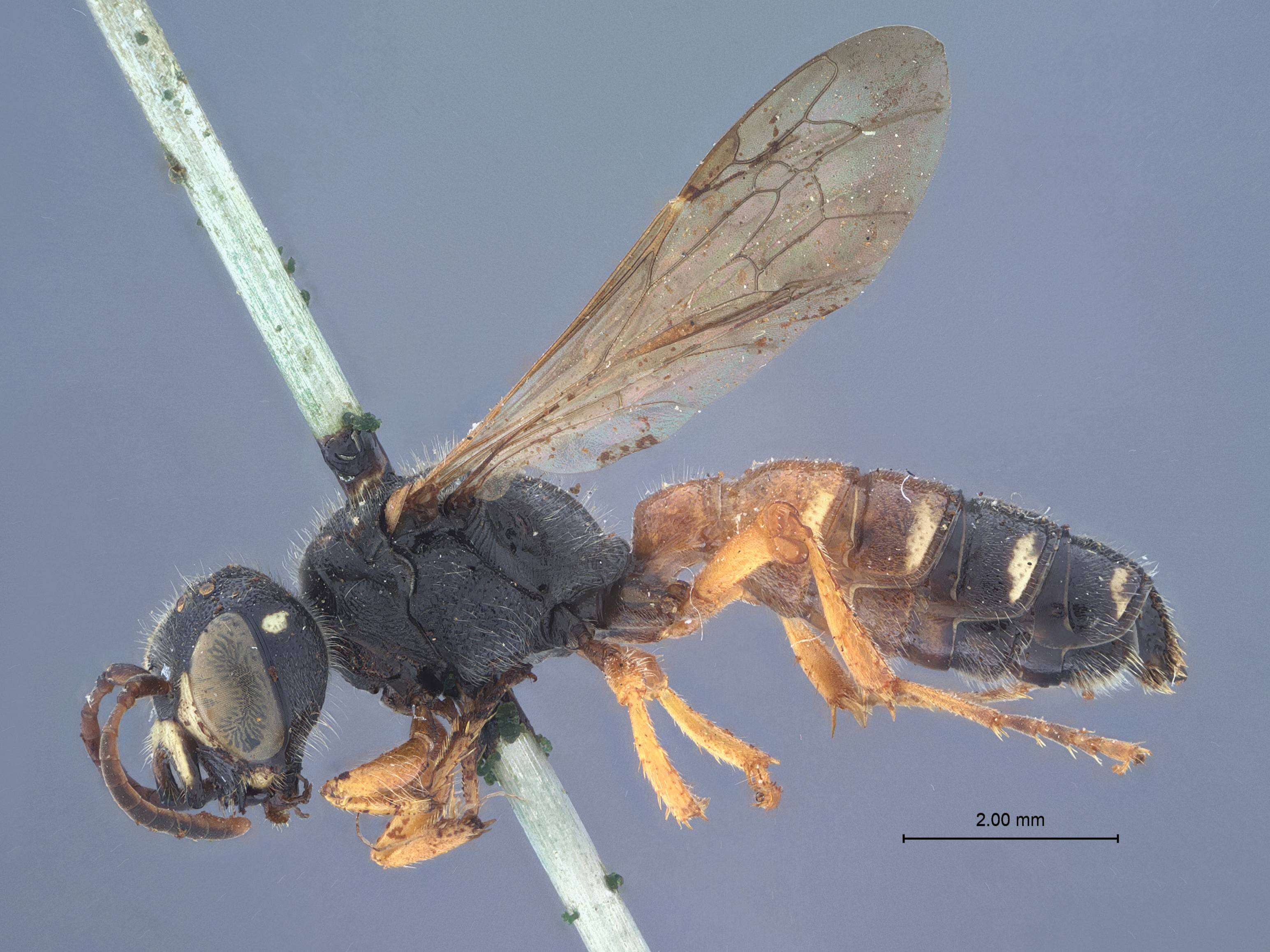 Cerceris falcifera Tsuneki 1961 resmi