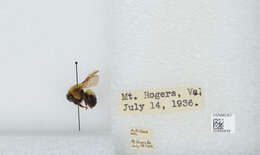 صورة Bombus bimaculatus Cresson 1864