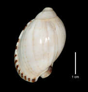 Image of Casmaria erinaceus (Linnaeus 1758)