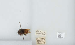 Image of Bombus butteli Friese 1903