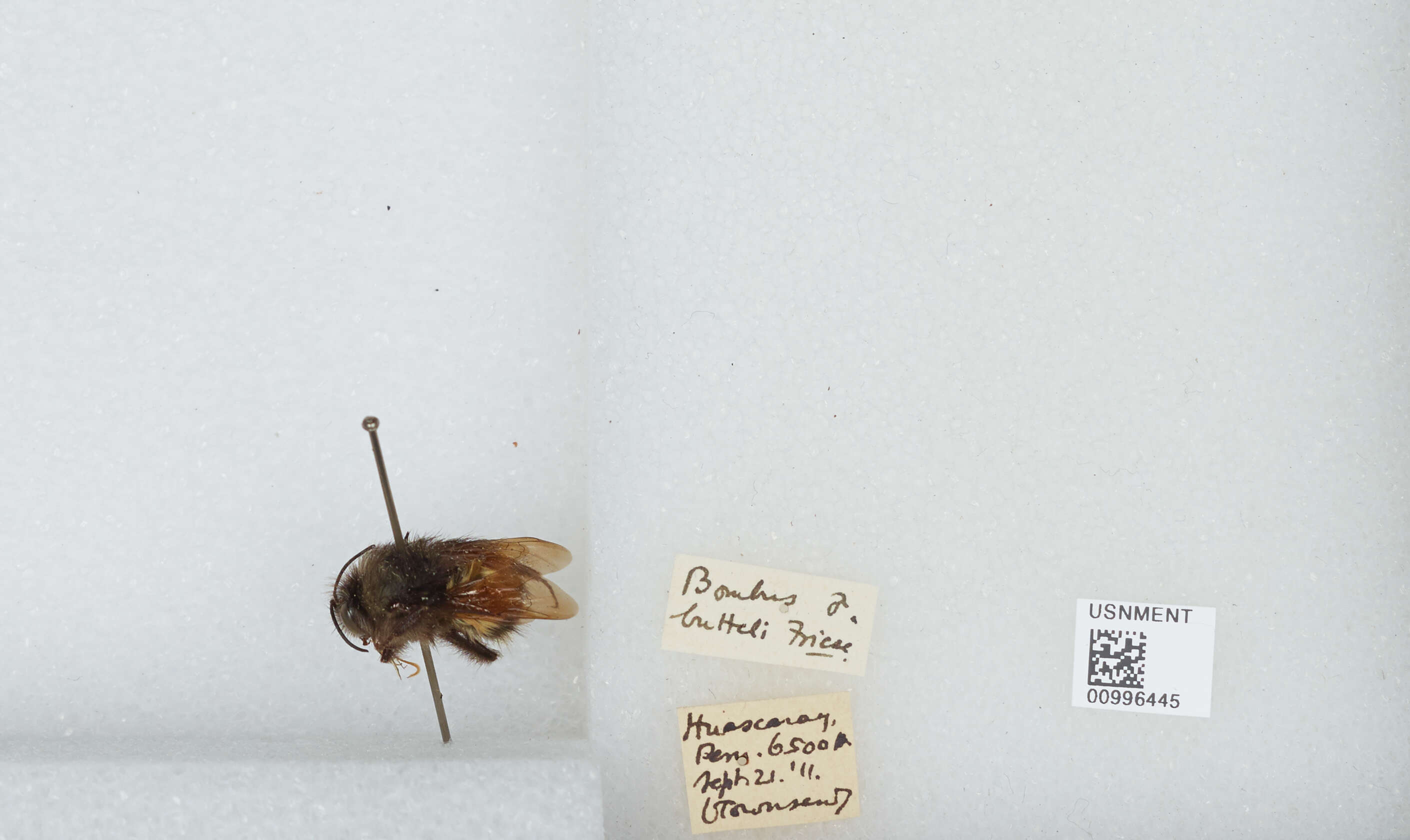 Image of Bombus butteli Friese 1903