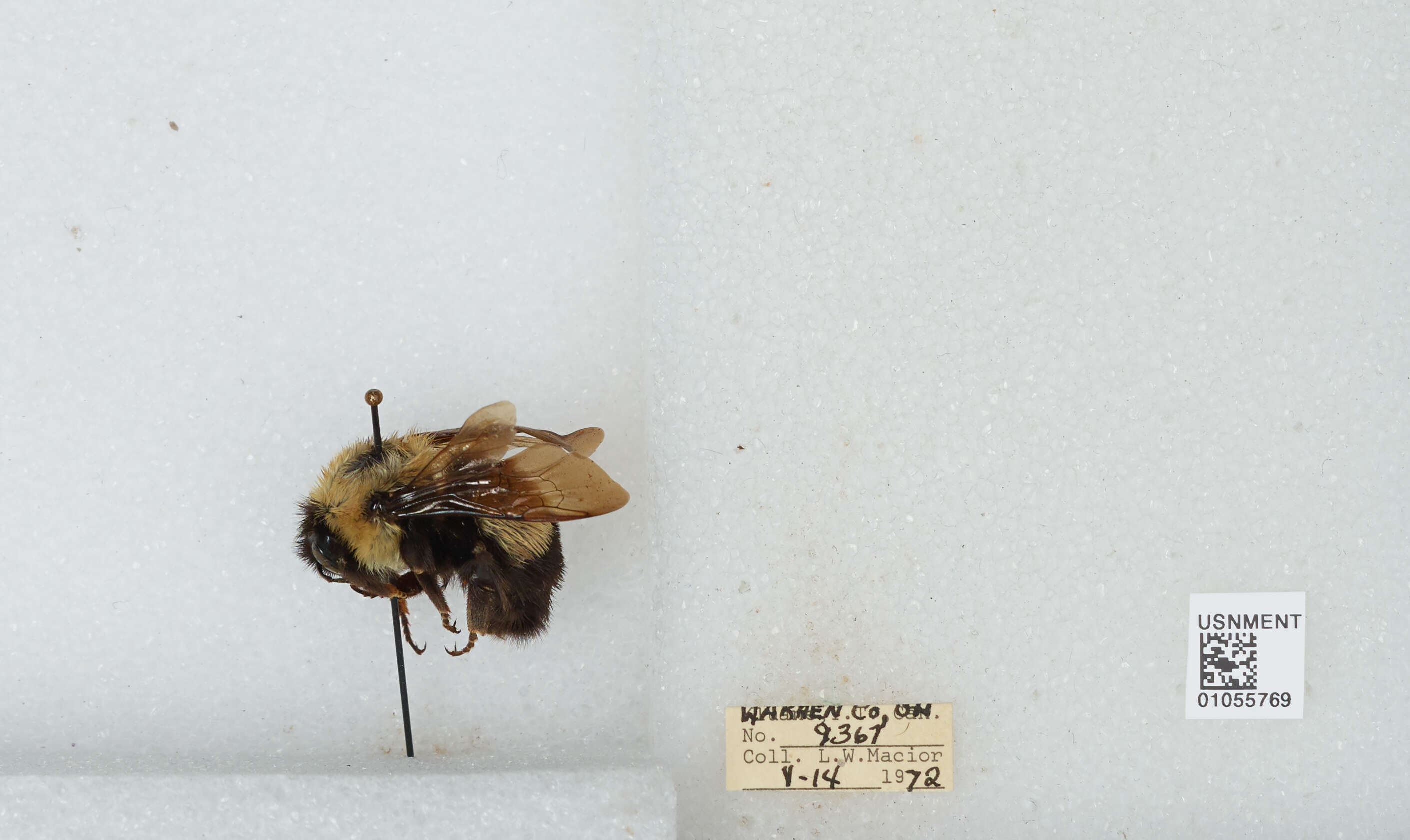 Слика од Bombus affinis Cresson 1864