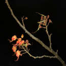 صورة Caesalpinia exostemma DC.