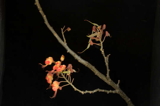 Image of Caesalpinia exostemma DC.