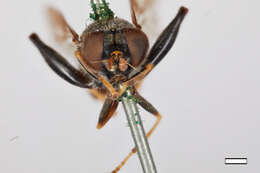 Image of Chalcosyrphus libo (Walker 1849)