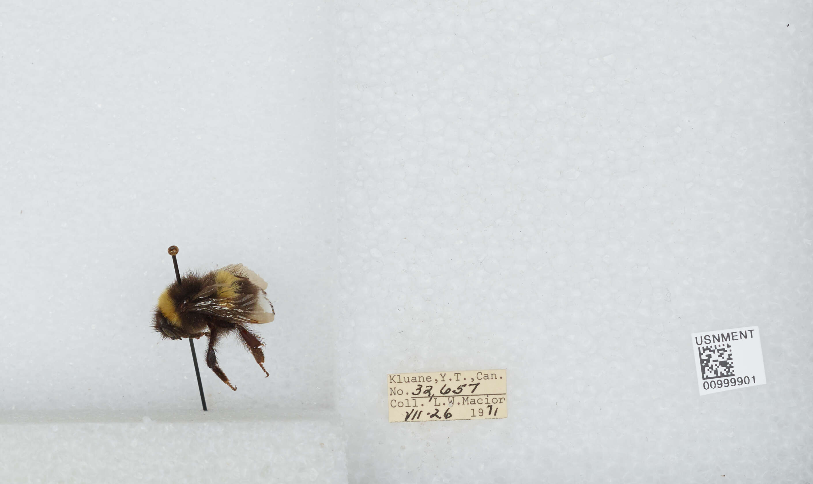 Image of White-tailed bumblebee