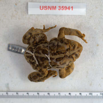 Image of American Toad