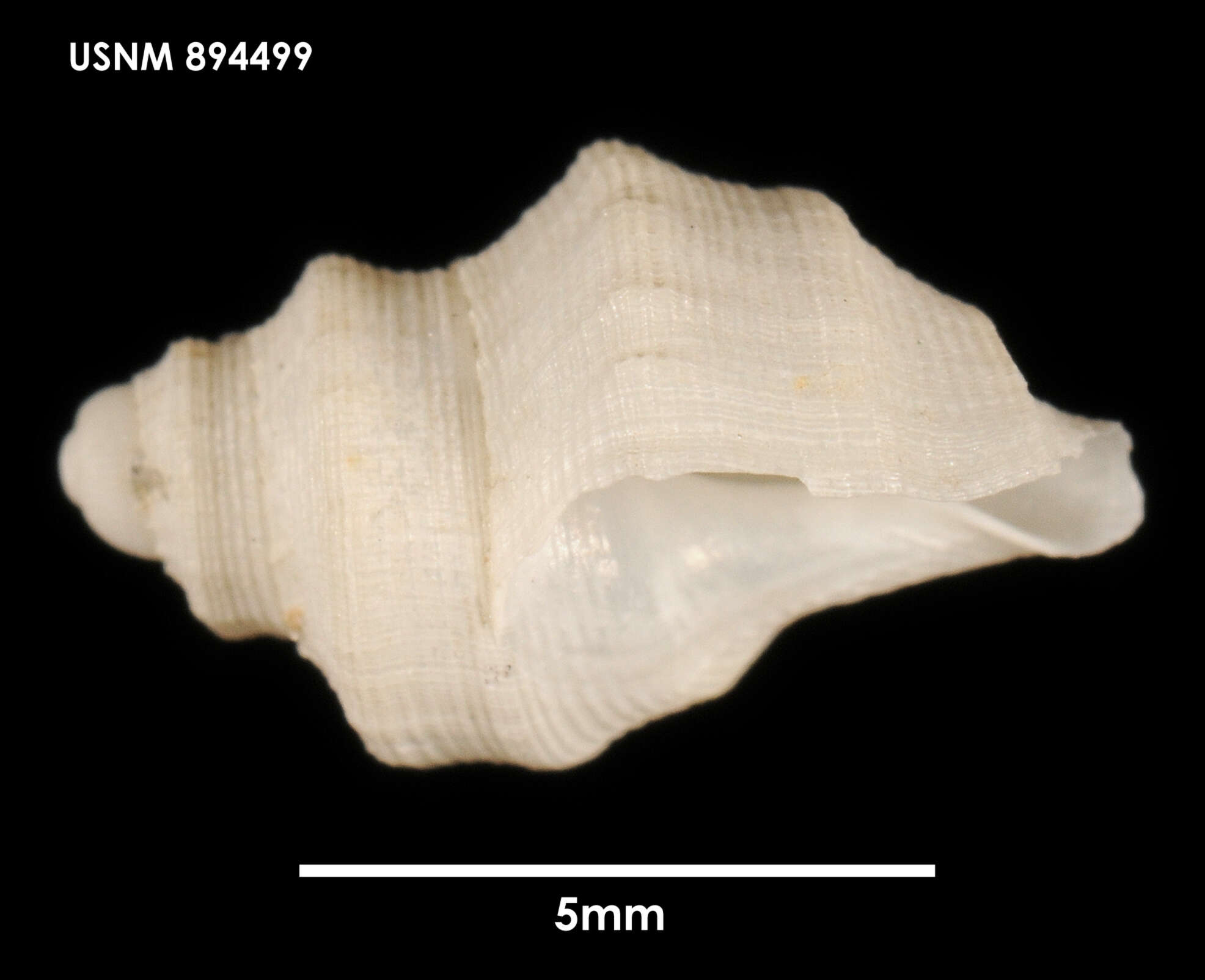 Image of Falsitromina tricarinata (Powell 1951)