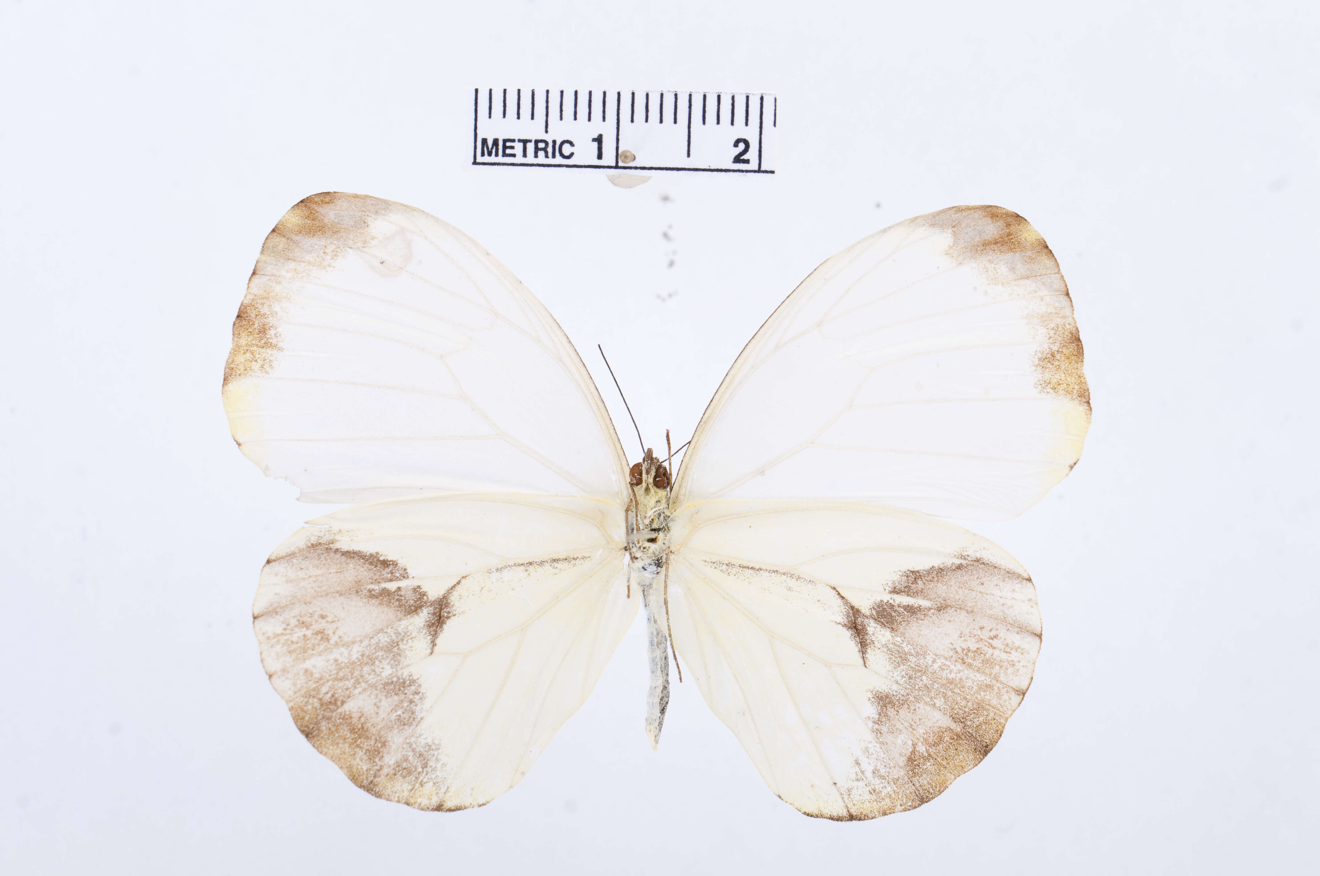 Image of Nepheronia pharis (Boisduval 1836)