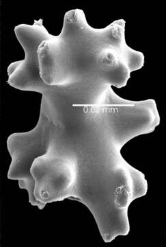 Image of Pleurocorallium niveum (Bayer 1956)