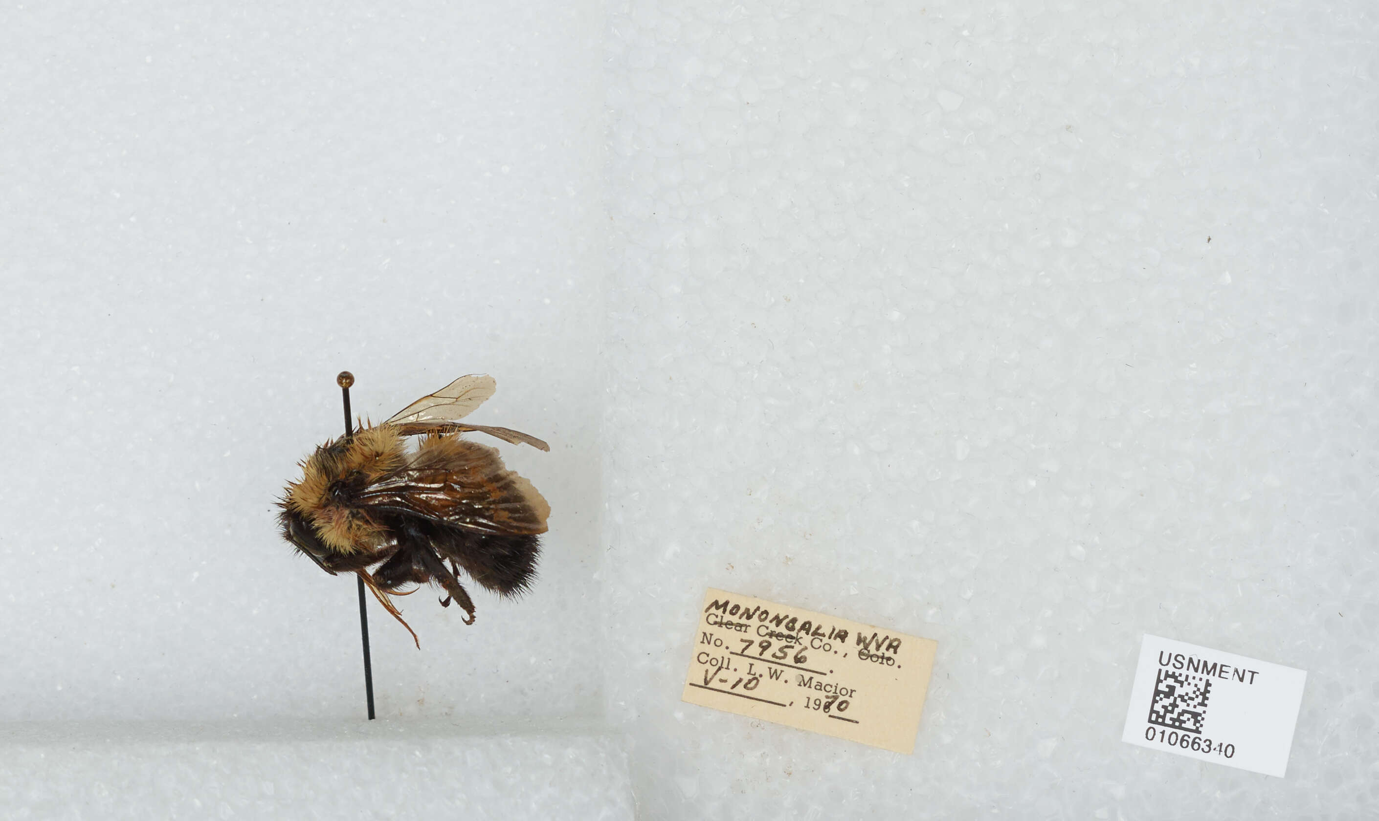 صورة Bombus bimaculatus Cresson 1864