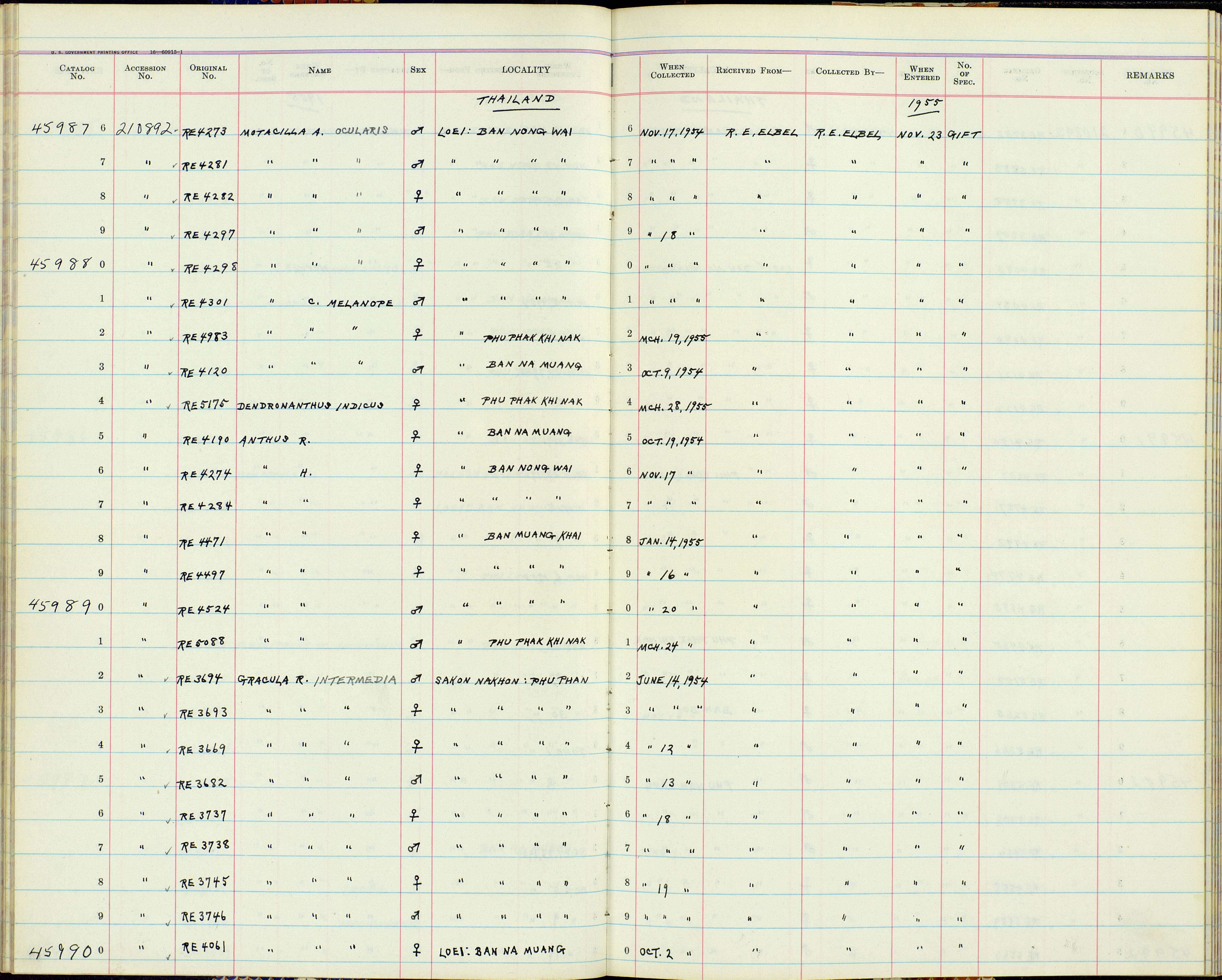 Plancia ëd Anthus hodgsoni yunnanensis Uchida, Kuroda & Nagamichi 1916