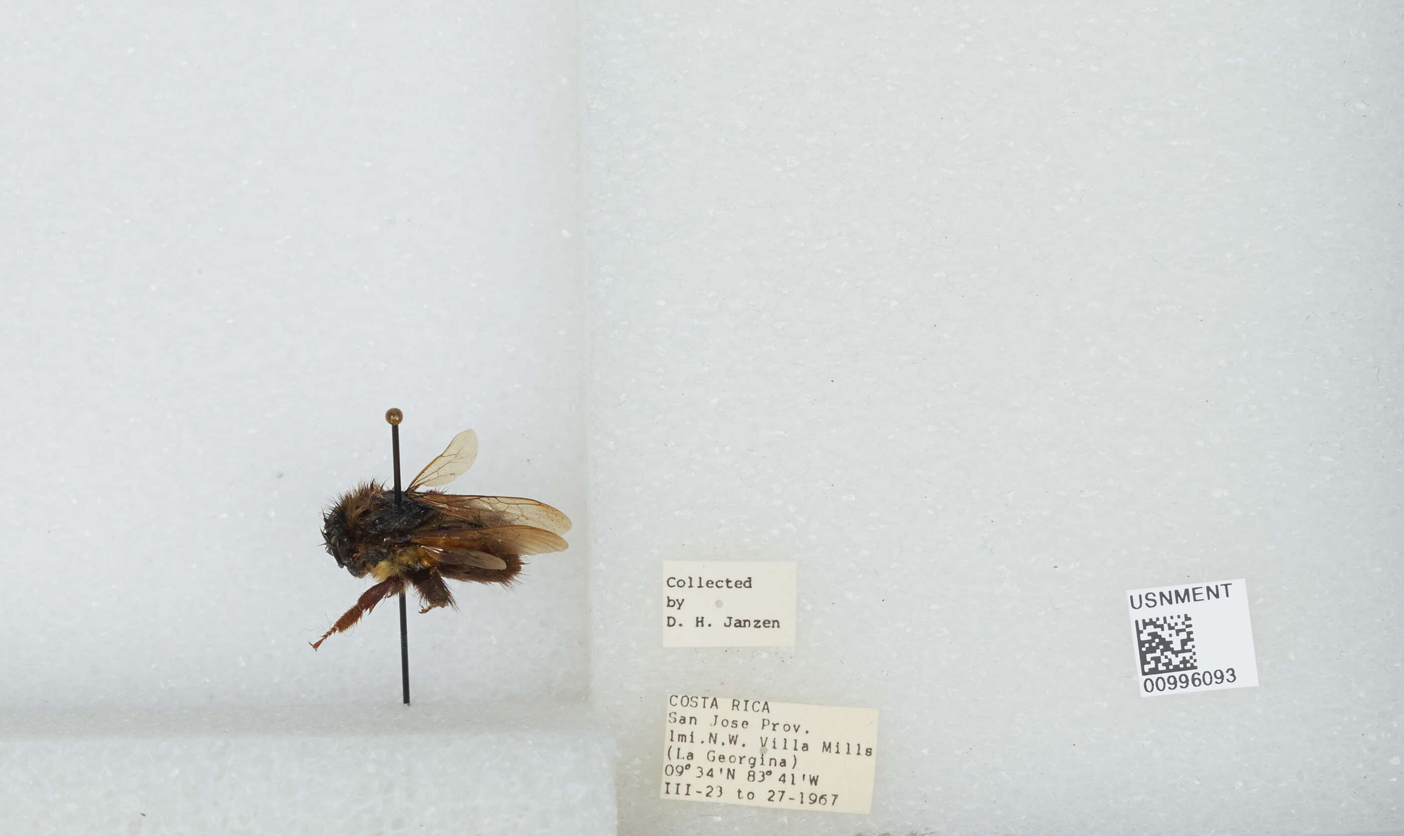 Image of Bombus ephippiatus Say 1837