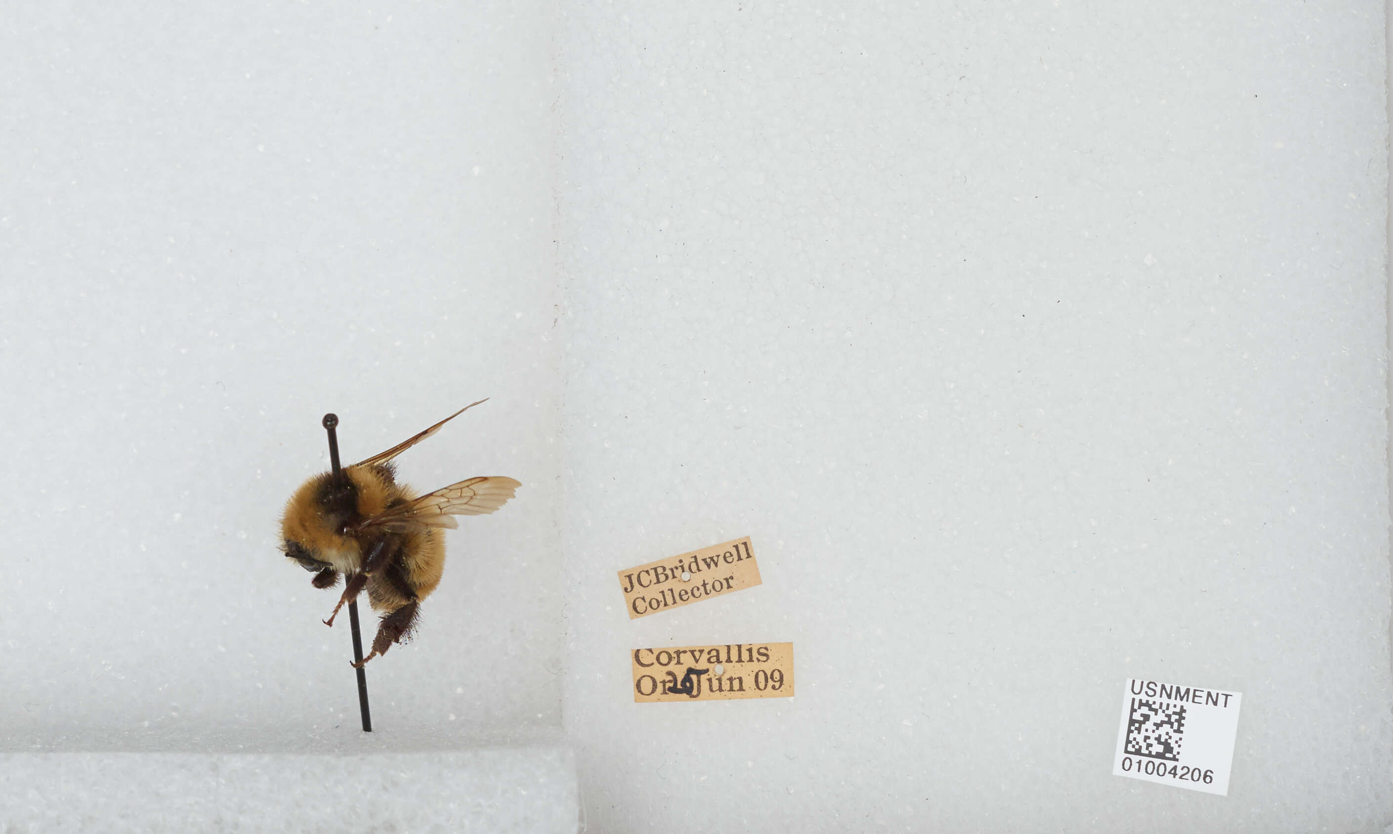 Слика од Bombus appositus Cresson 1879