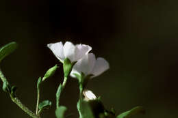 Image of Dwarf Bindweed